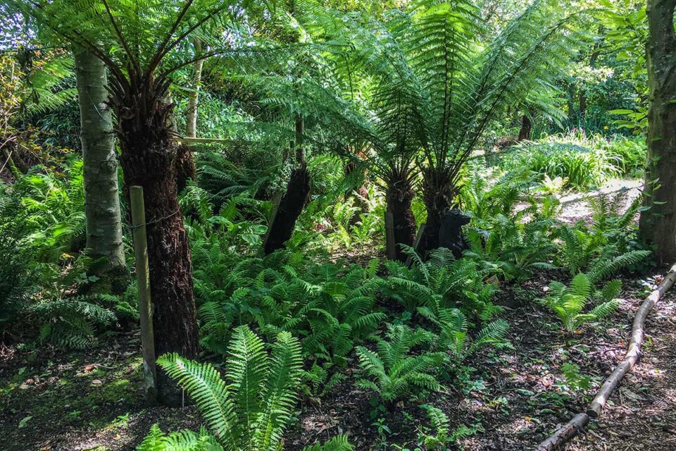 Priory Maze & Gardens Fern Walk